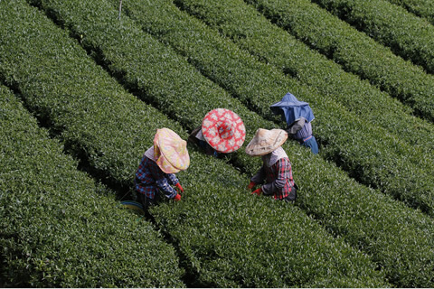 Sustainability